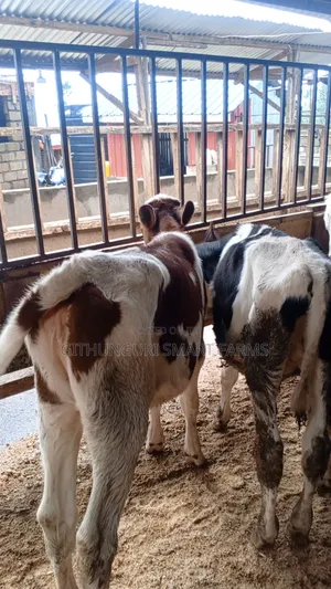 Pedigree Friesian, Ayrshire and Holstein Calves.