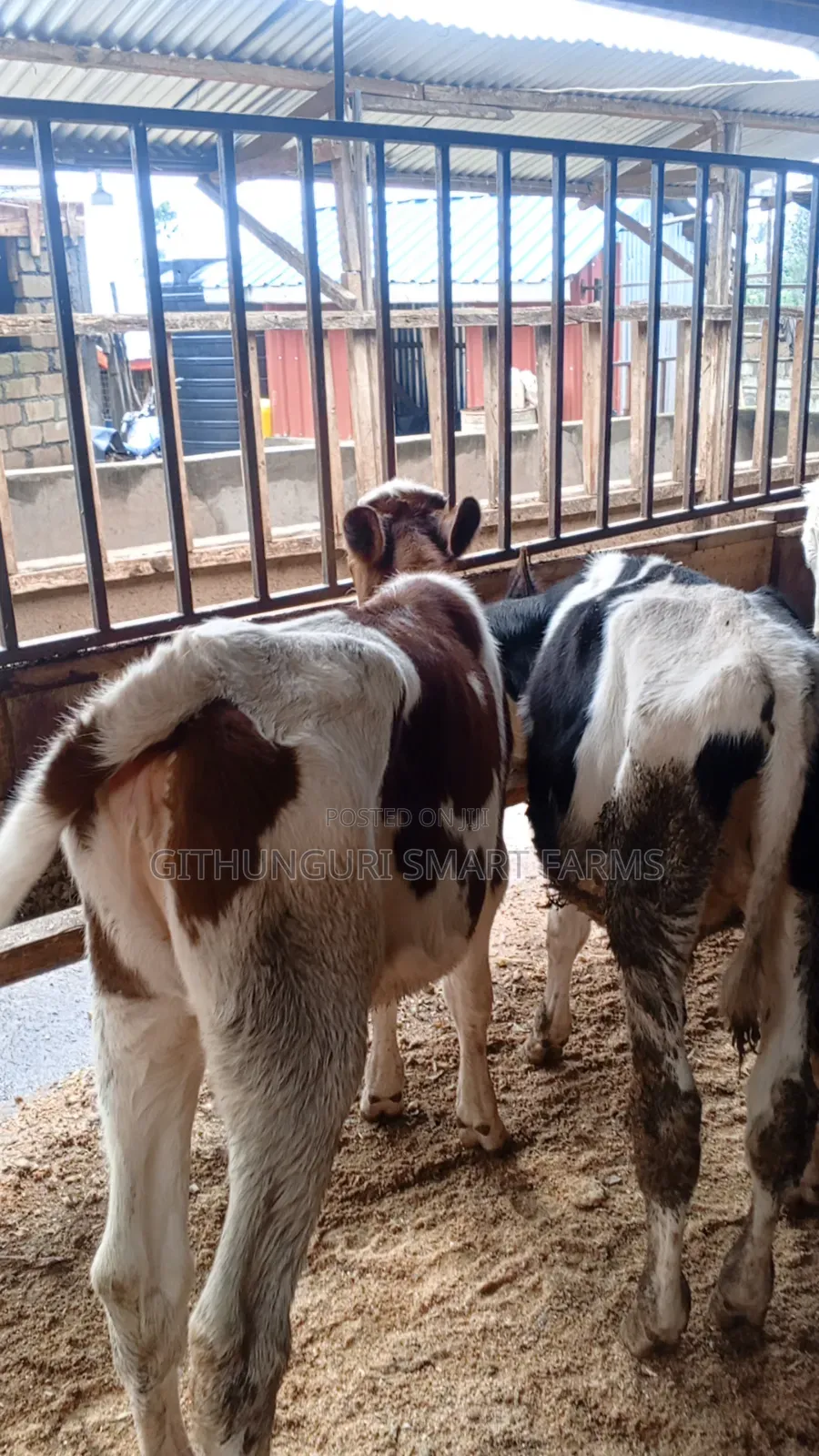 Pedigree Friesian, Ayrshire and Holstein Calves.