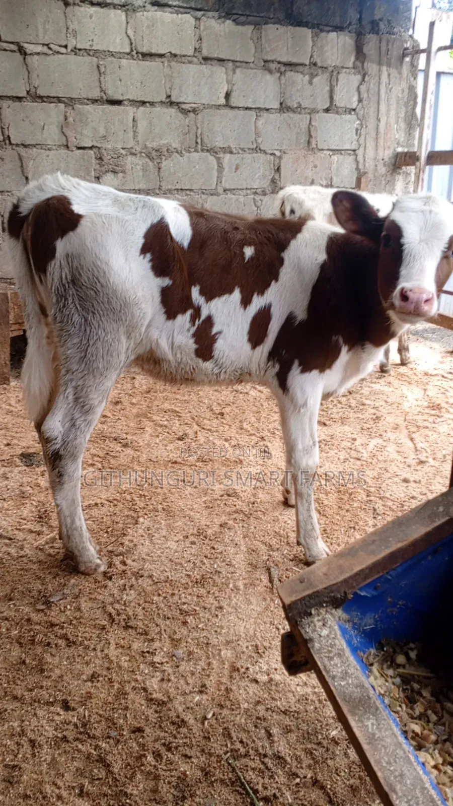 Pedigree Friesian, Ayrshire and Holstein Calves.