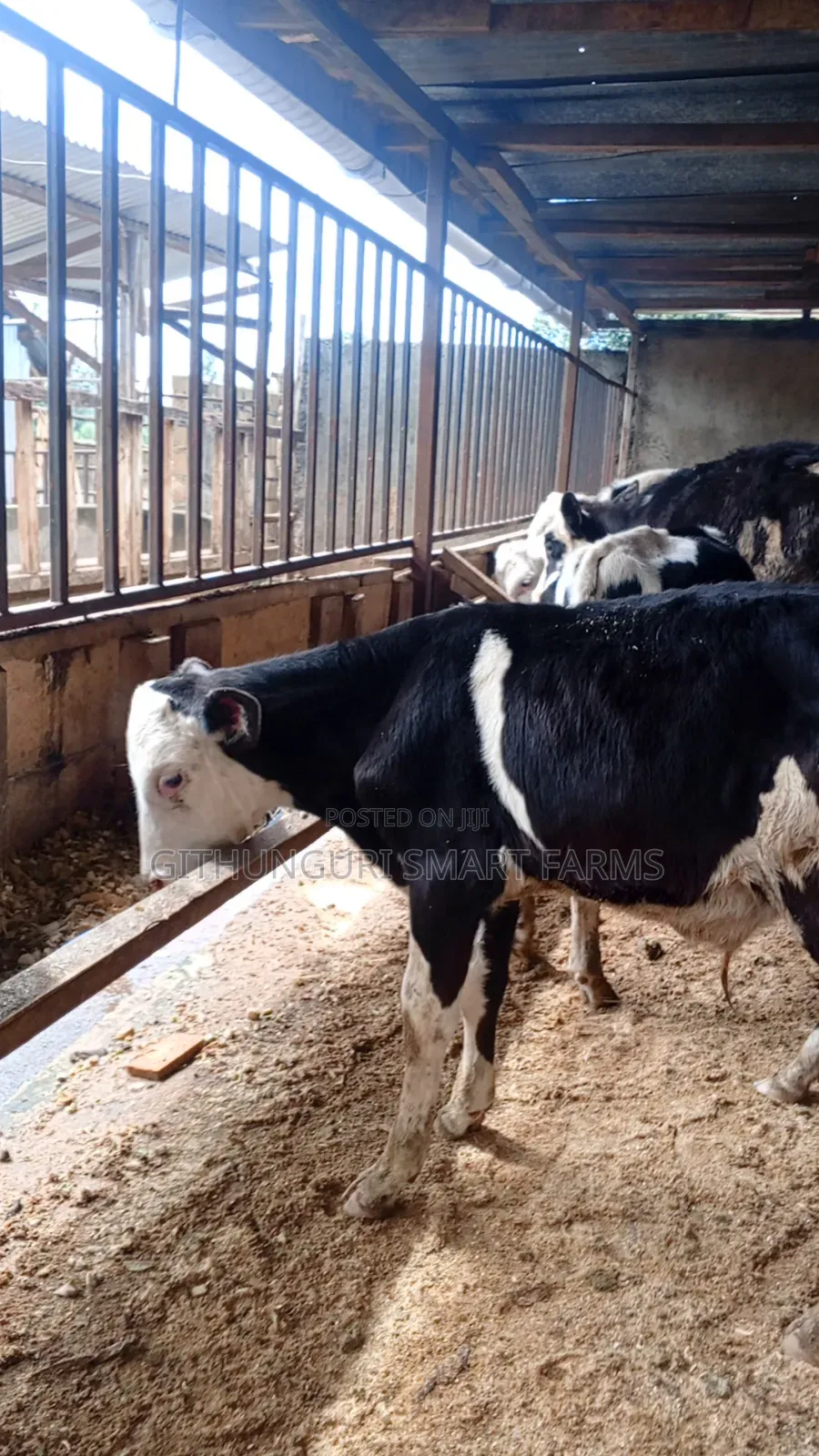 Pedigree Friesian, Ayrshire and Holstein Calves.