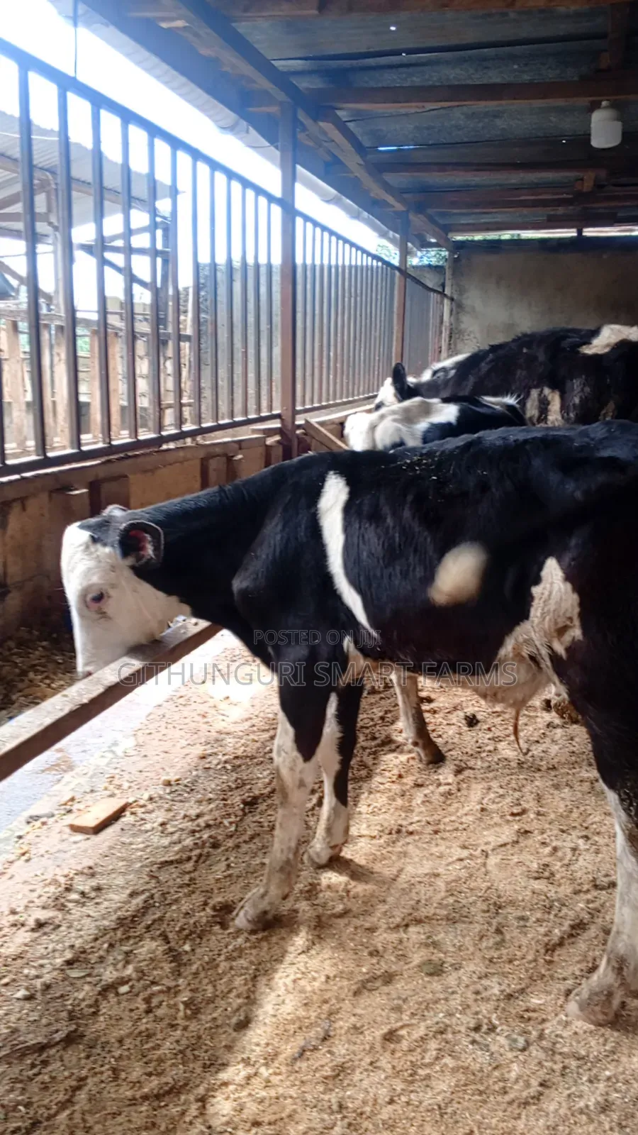 Pedigree Friesian, Ayrshire and Holstein Calves.