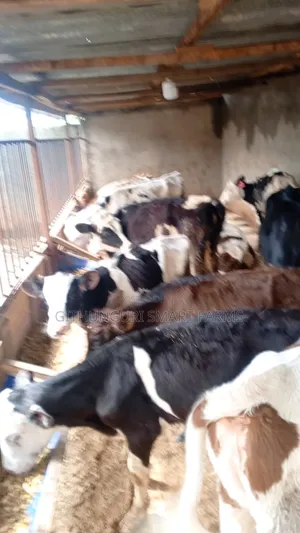 Pedigree Friesian, Ayrshire and Holstein Calves.