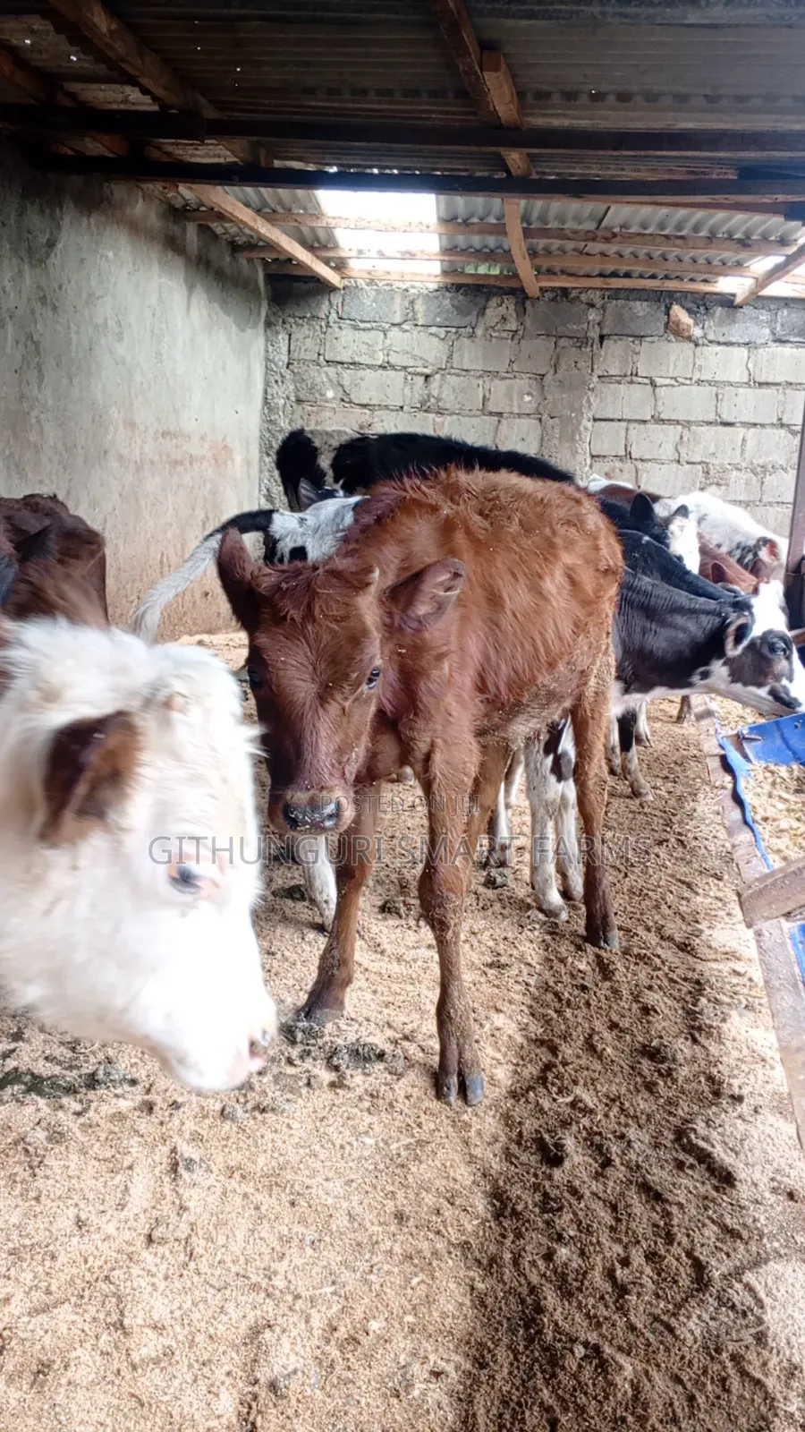 Pedigree Friesian, Ayrshire and Holstein Calves.