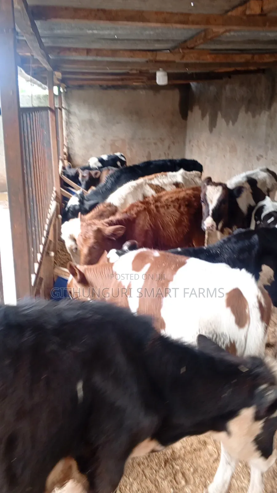 Pedigree Friesian, Ayrshire and Holstein Calves.