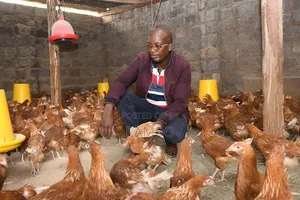 Newcastle Disease Vaccine for Chickens