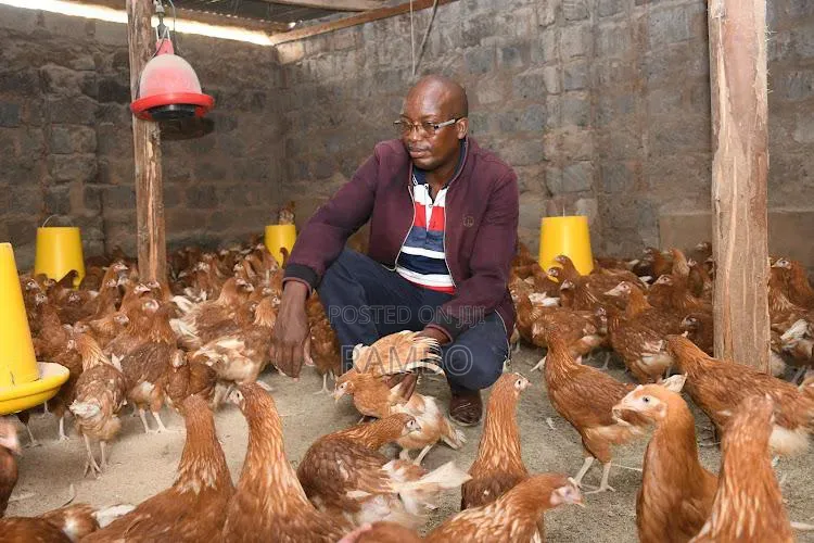Newcastle Disease Vaccine for Chickens