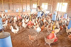 Newcastle Disease Vaccine for Chickens