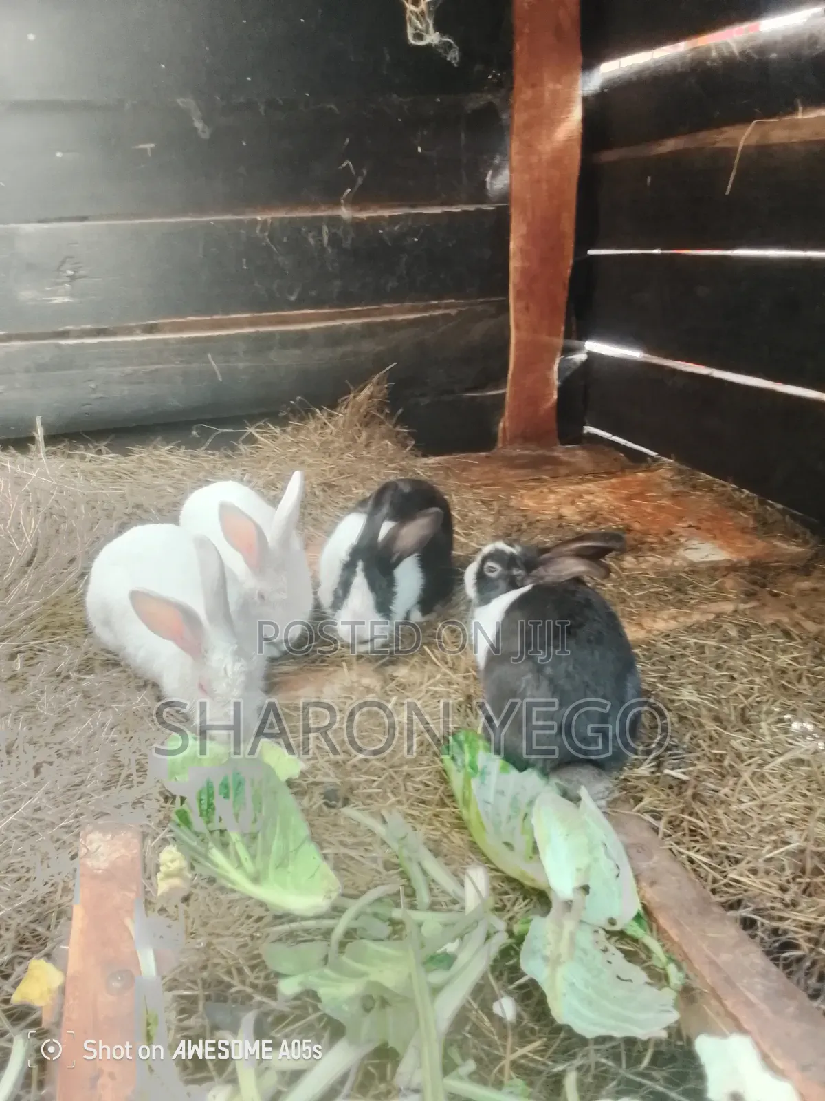 Hybrid Rabbit