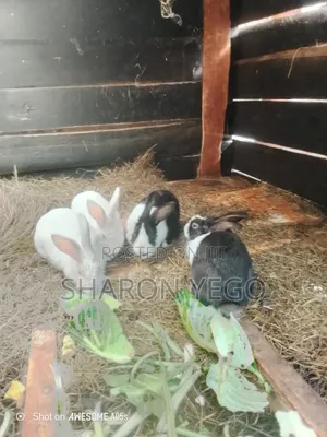 Hybrid Rabbit