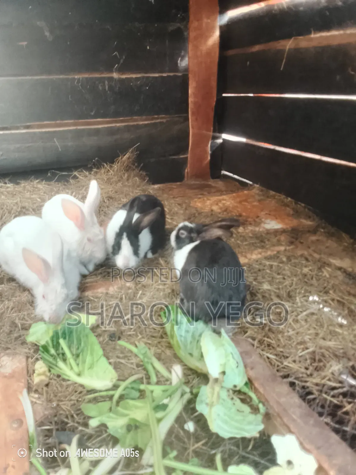 Hybrid Rabbit