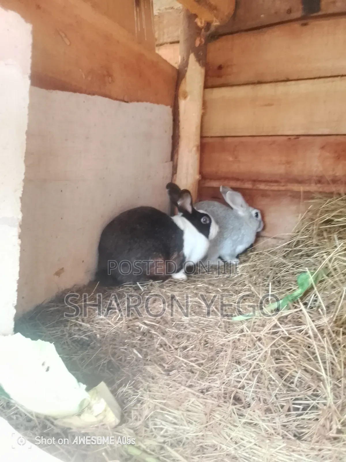 Hybrid Rabbit