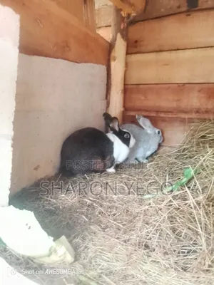Hybrid Rabbit
