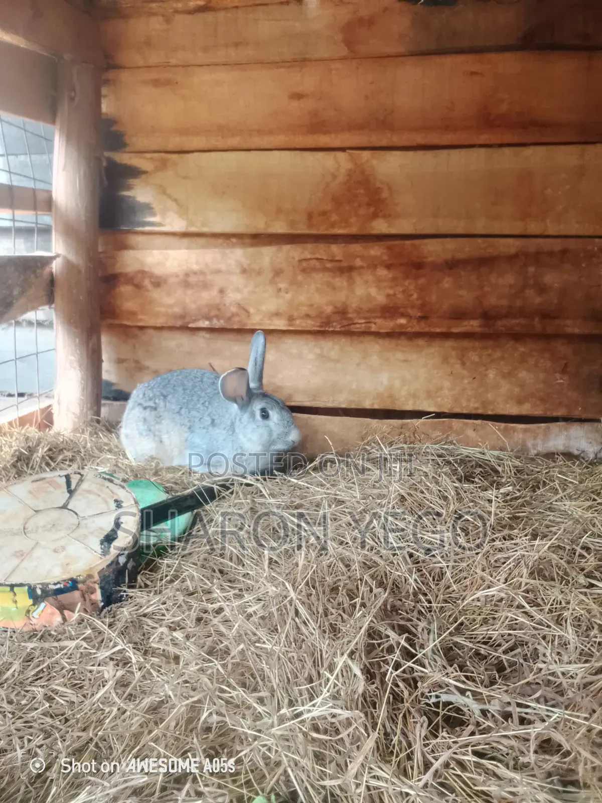 Hybrid Rabbit