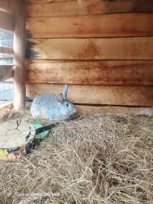 Hybrid Rabbit