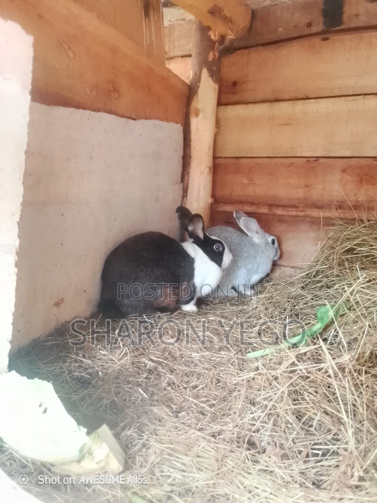 Hybrid Rabbit