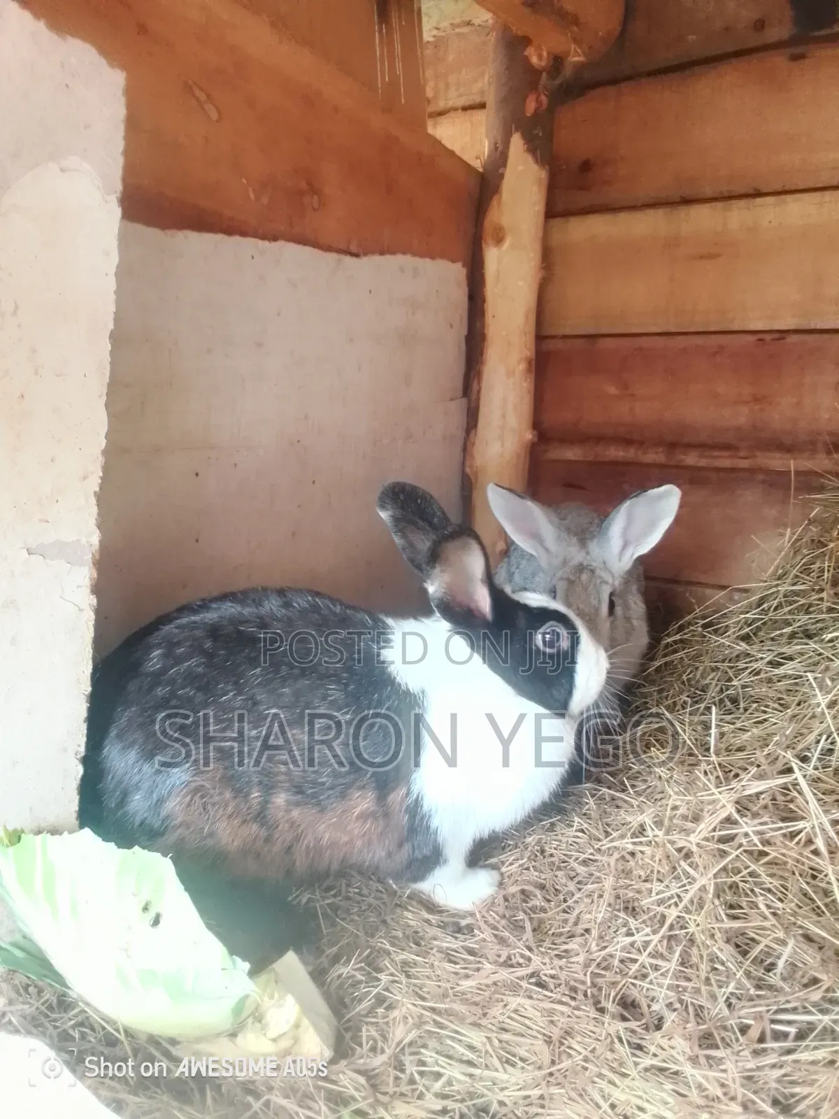 Hybrid Rabbit