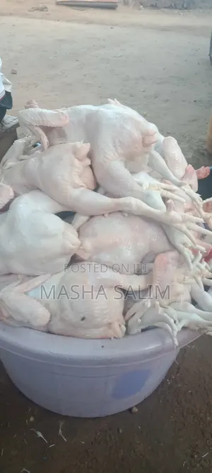 Broilers Chicken