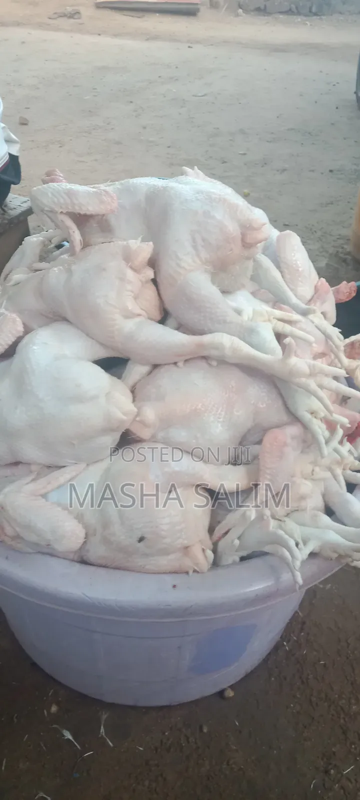 Broilers Chicken