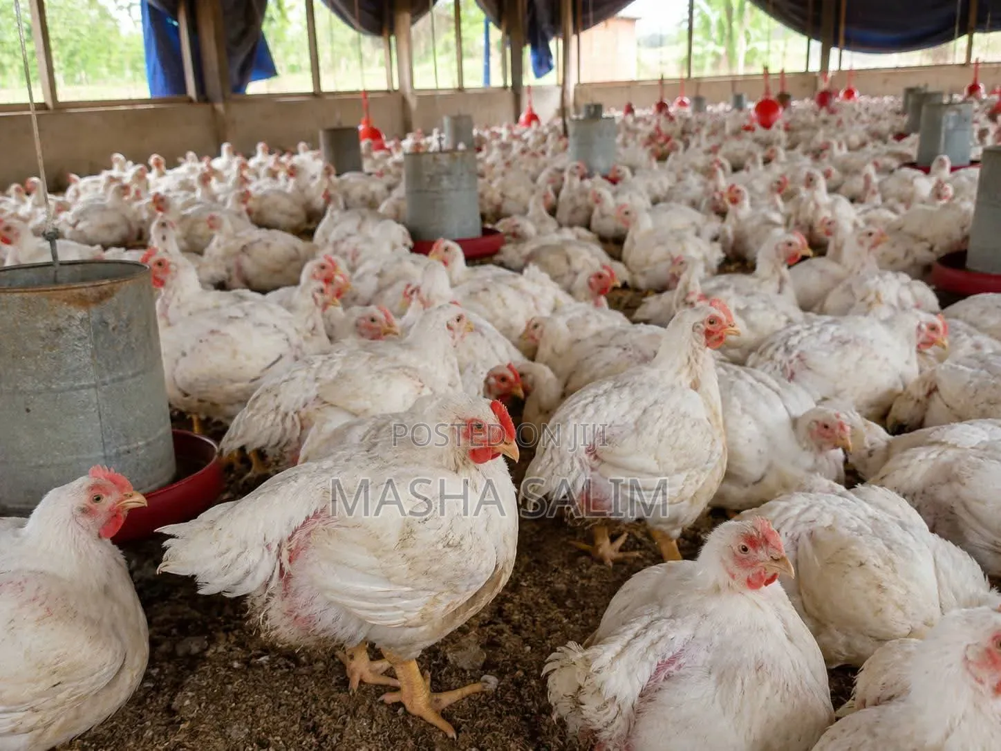 Broilers Chicken