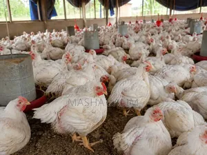 Broilers Chicken