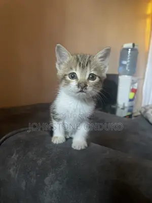 1-3 months Female Mixed Breed Tabby