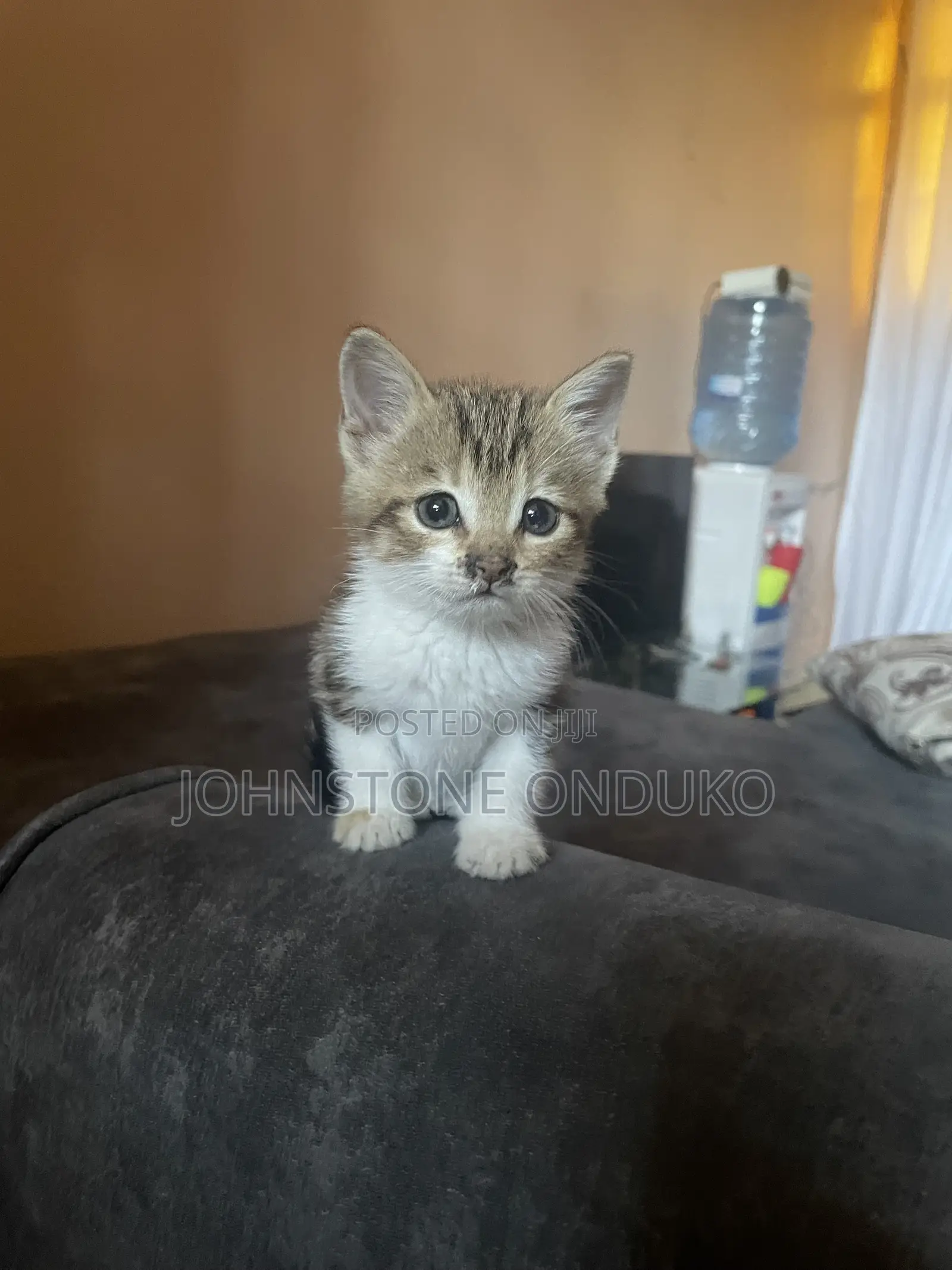 1-3 months Female Mixed Breed Tabby