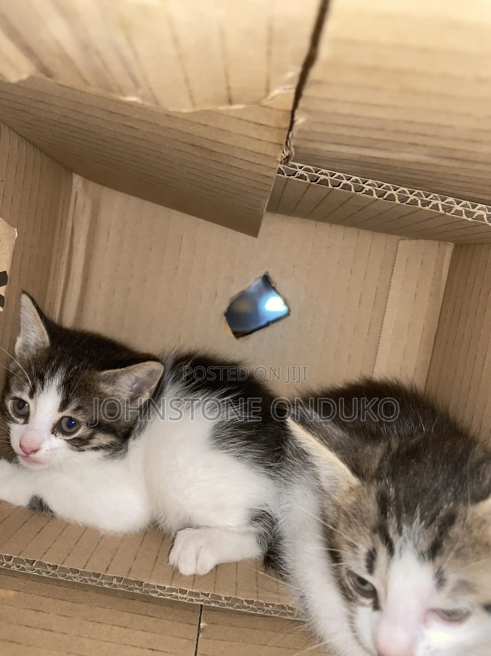 1-3 months Female Mixed Breed Tabby