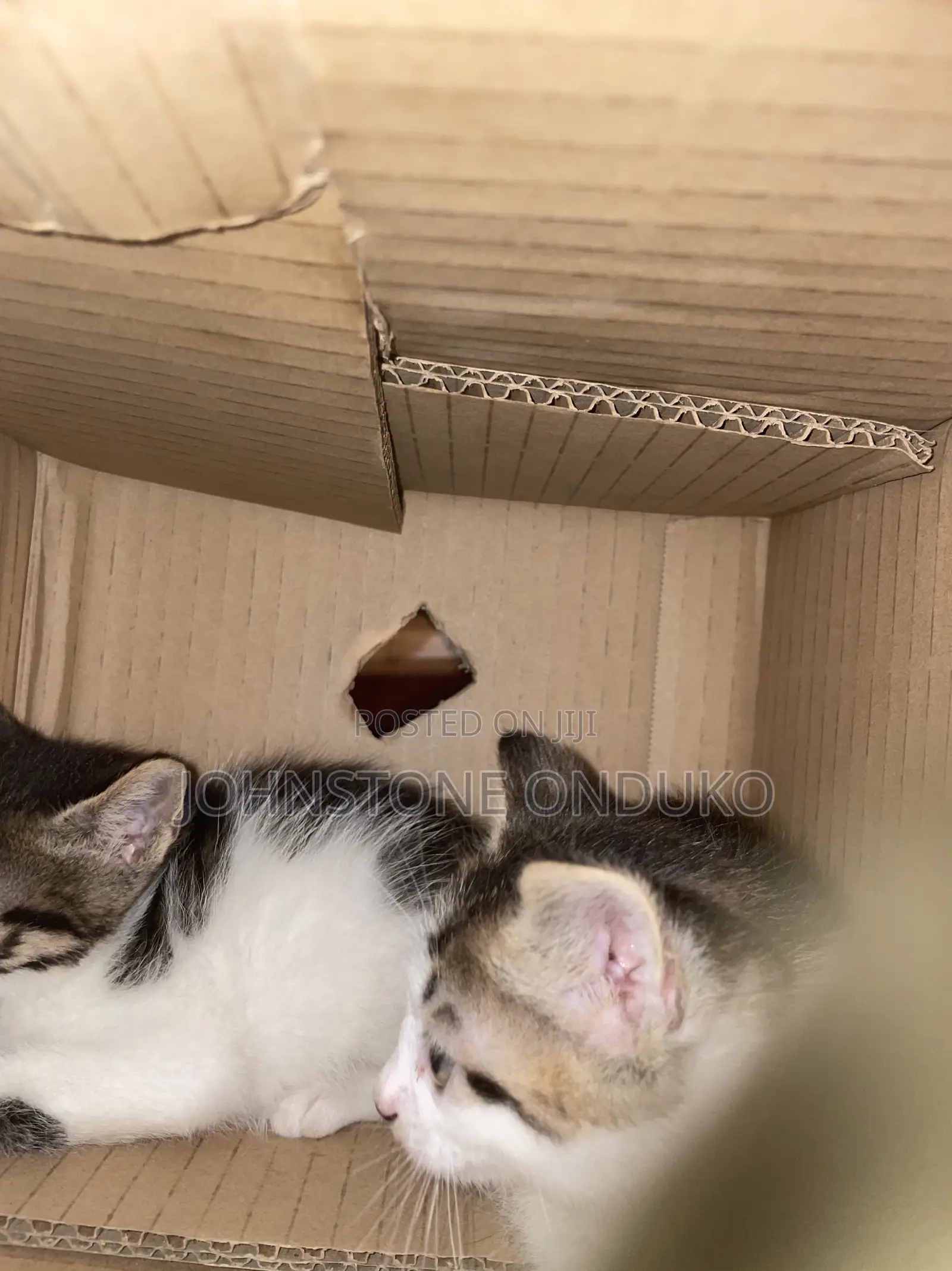1-3 months Female Mixed Breed Tabby