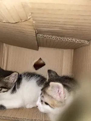 1-3 months Female Mixed Breed Tabby