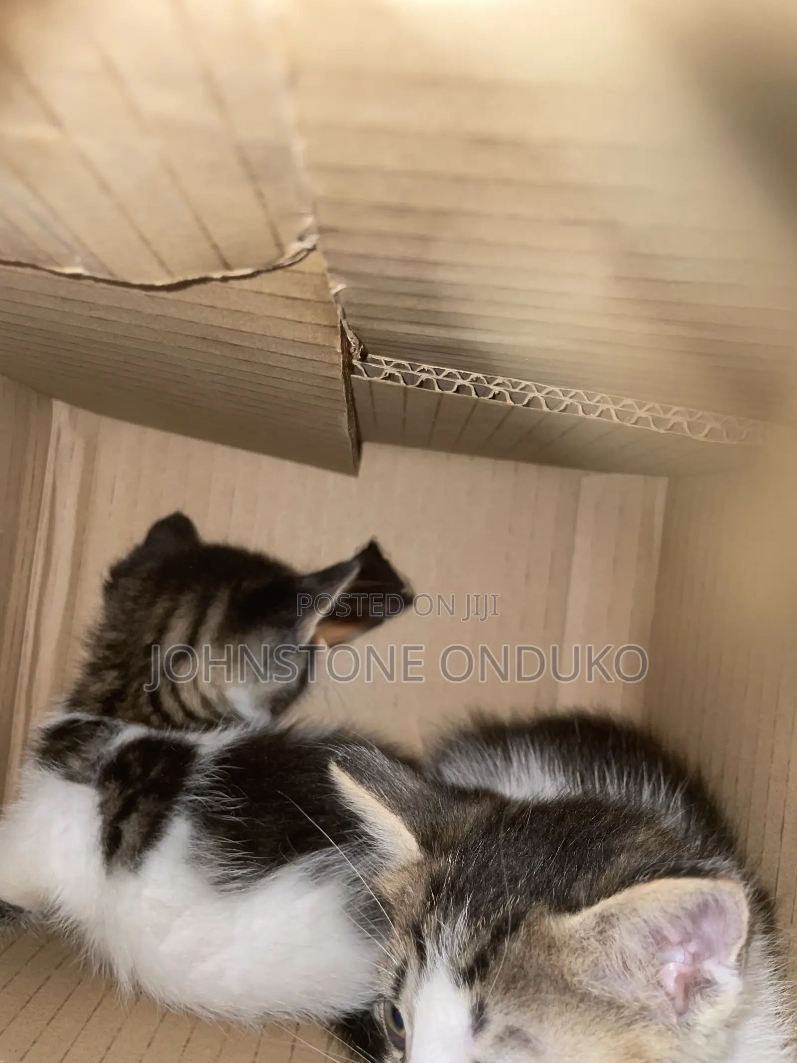 1-3 months Female Mixed Breed Tabby
