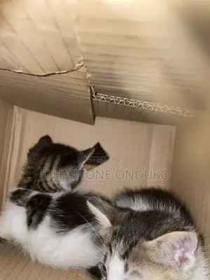 1-3 months Female Mixed Breed Tabby
