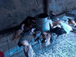 1 Month Old Pure Kienyeji Chicks