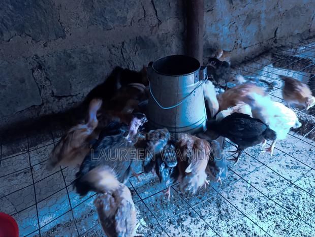 1 Month Old Pure Kienyeji Chicks