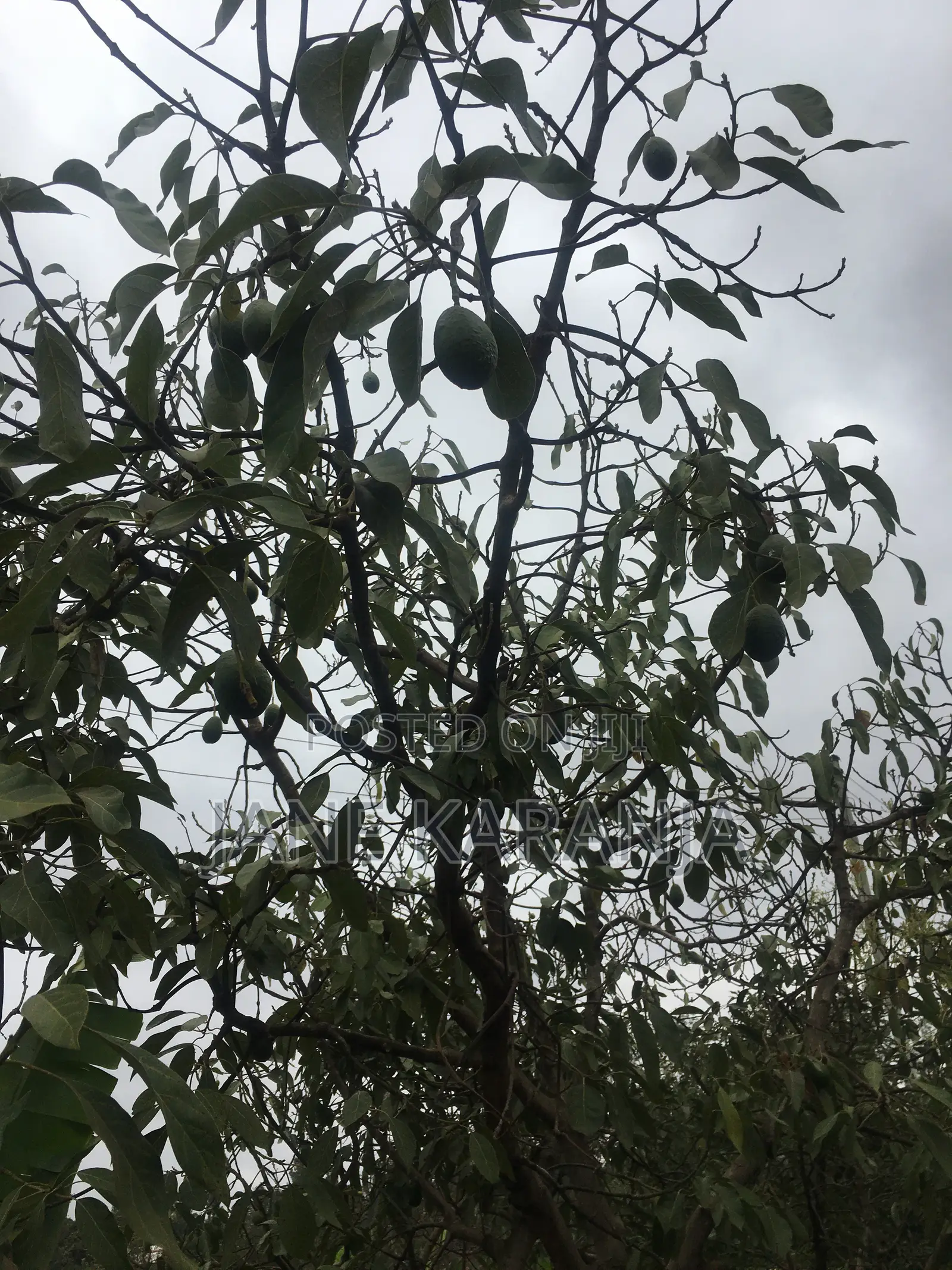 Muranga 1 Acre With Mature Hass 140 Trees