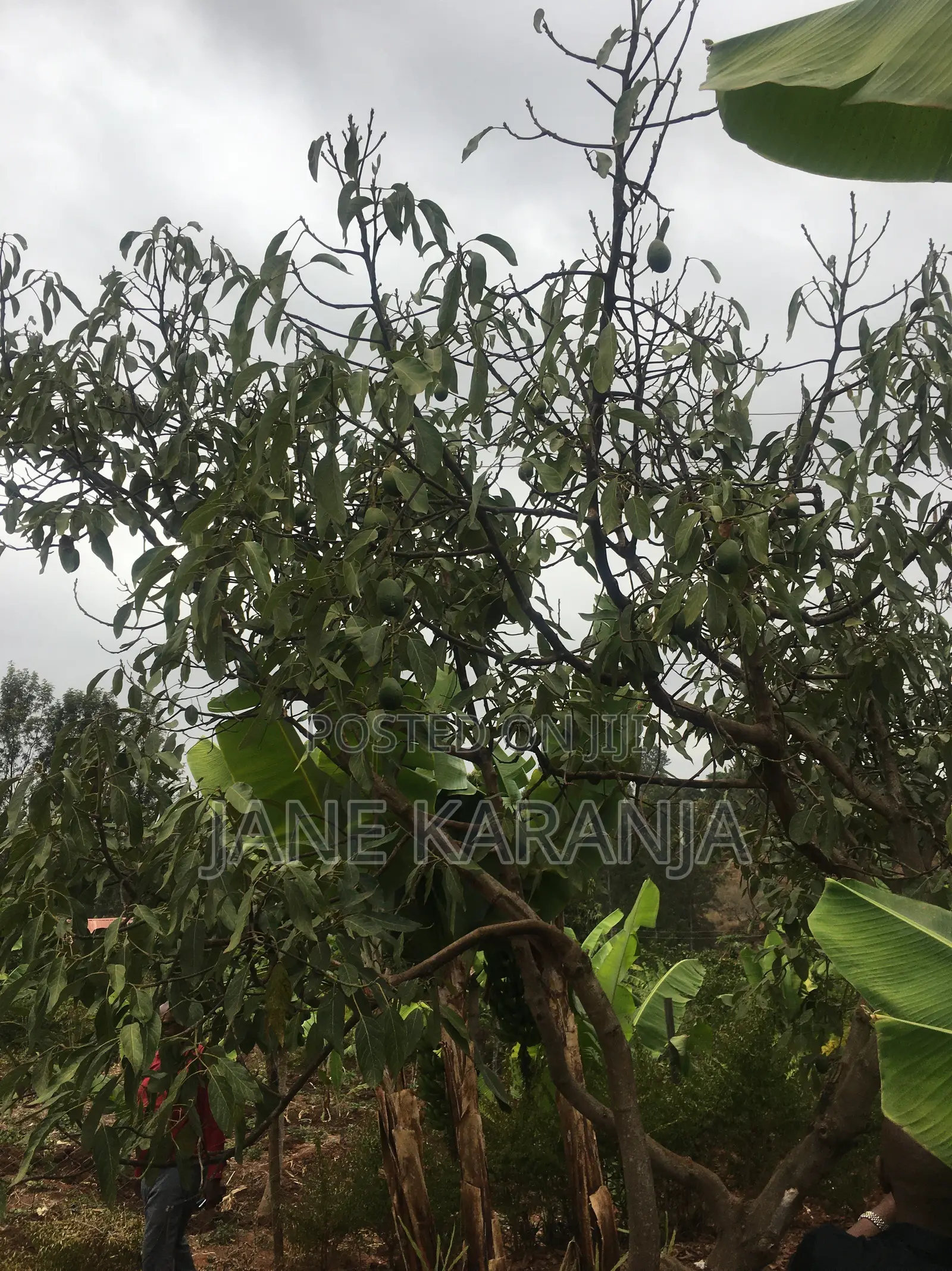 Muranga 1 Acre With Mature Hass 140 Trees