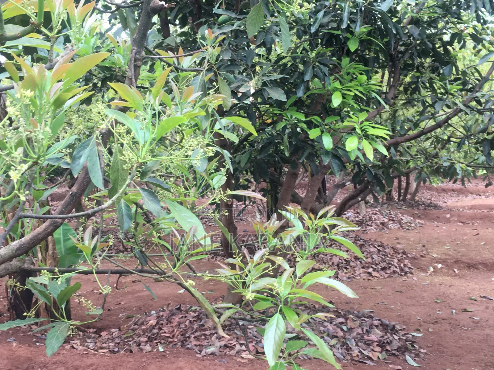 Muranga 1 Acre With Mature Hass 140 Trees