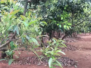 Muranga 1 Acre With Mature Hass 140 Trees