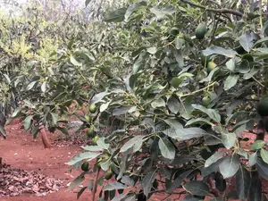 Muranga 1 Acre With Mature Hass 140 Trees