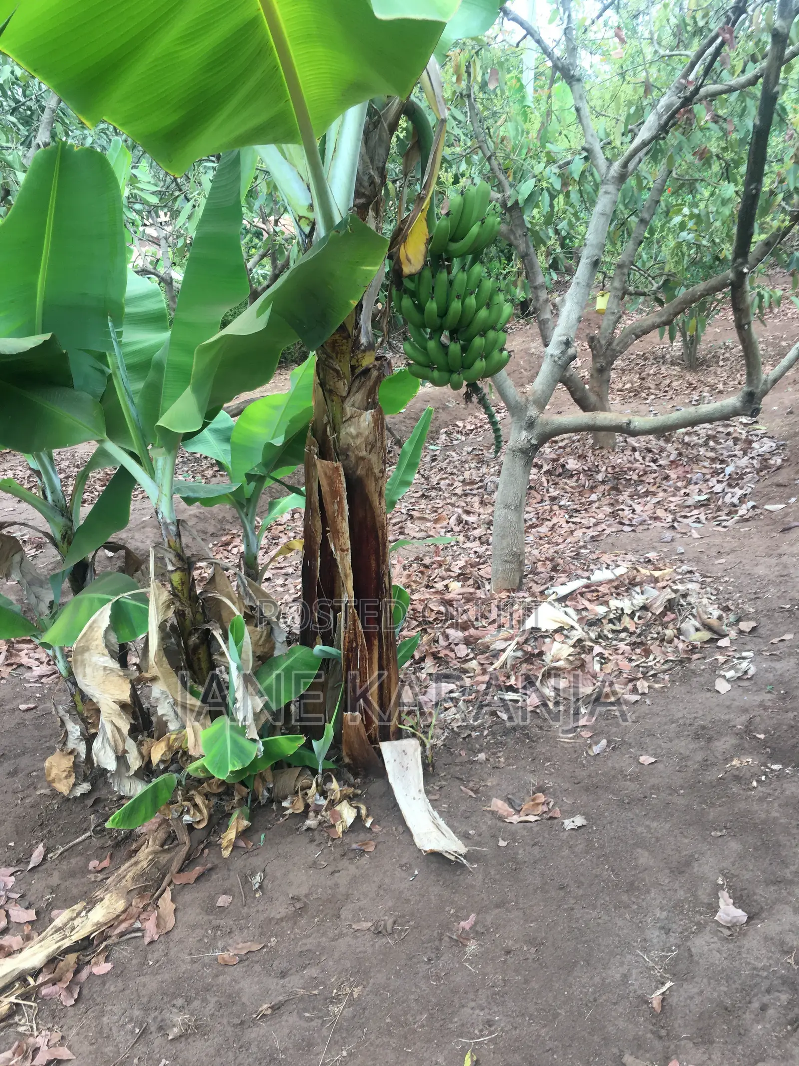 Muranga 1 Acre With Mature Hass 140 Trees