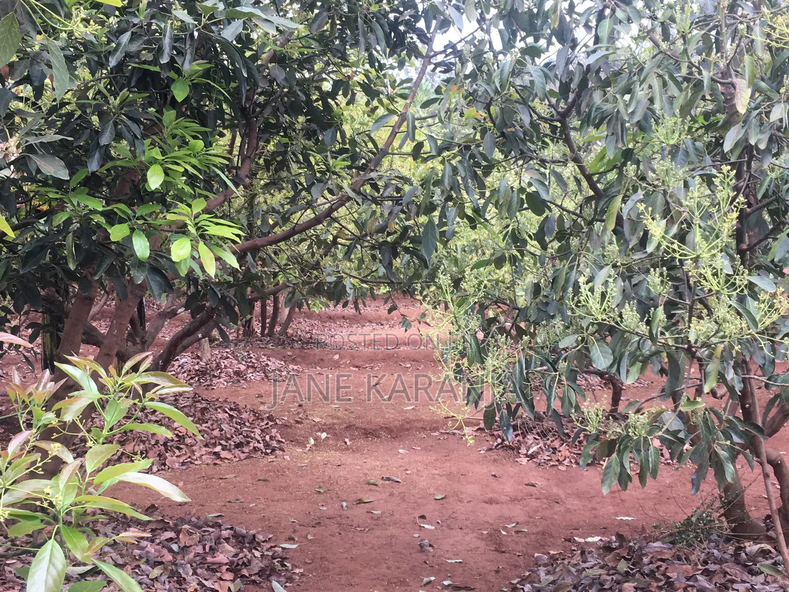 Muranga 1 Acre With Mature Hass 140 Trees