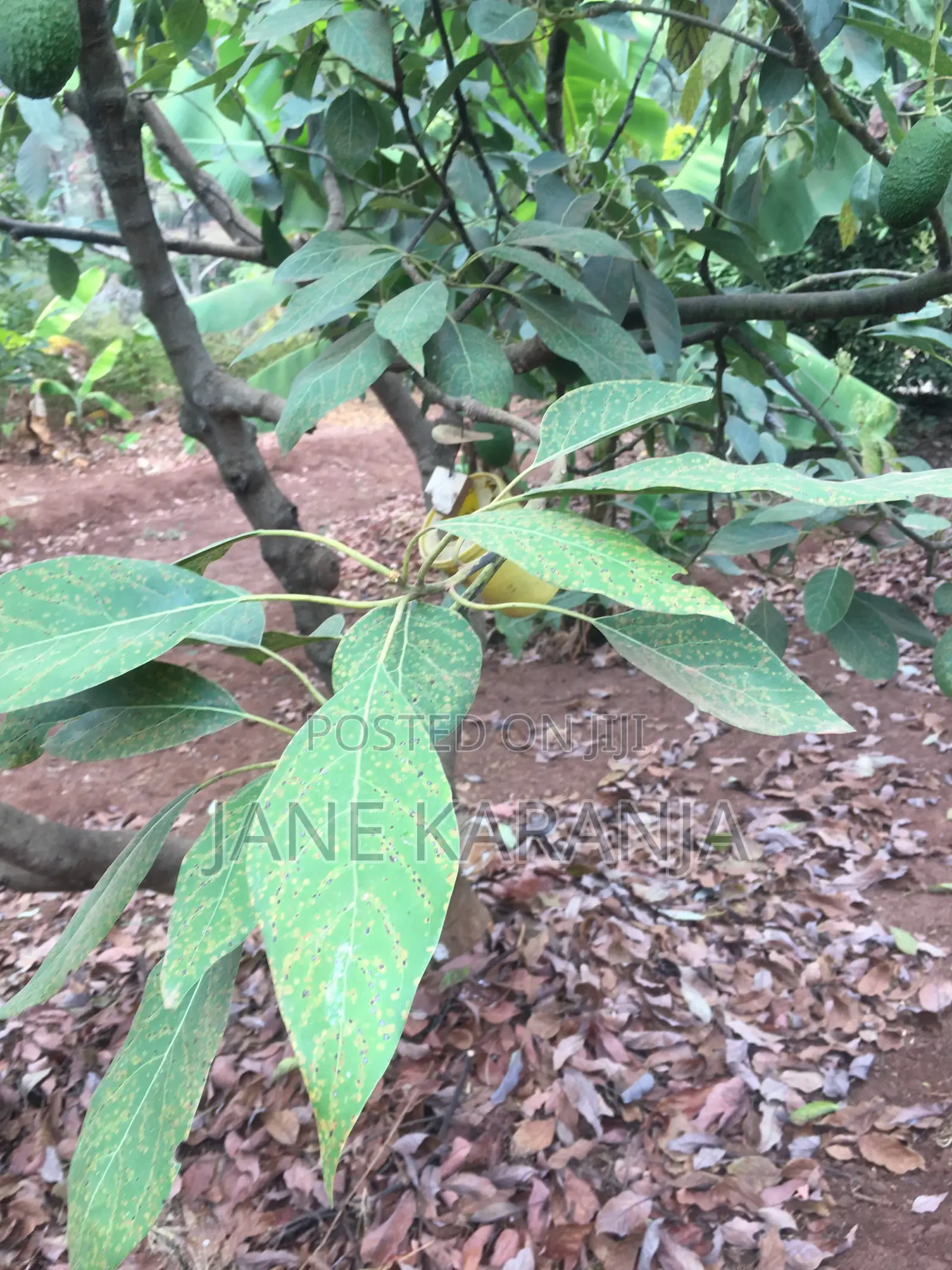 Muranga 1 Acre With Mature Hass 140 Trees