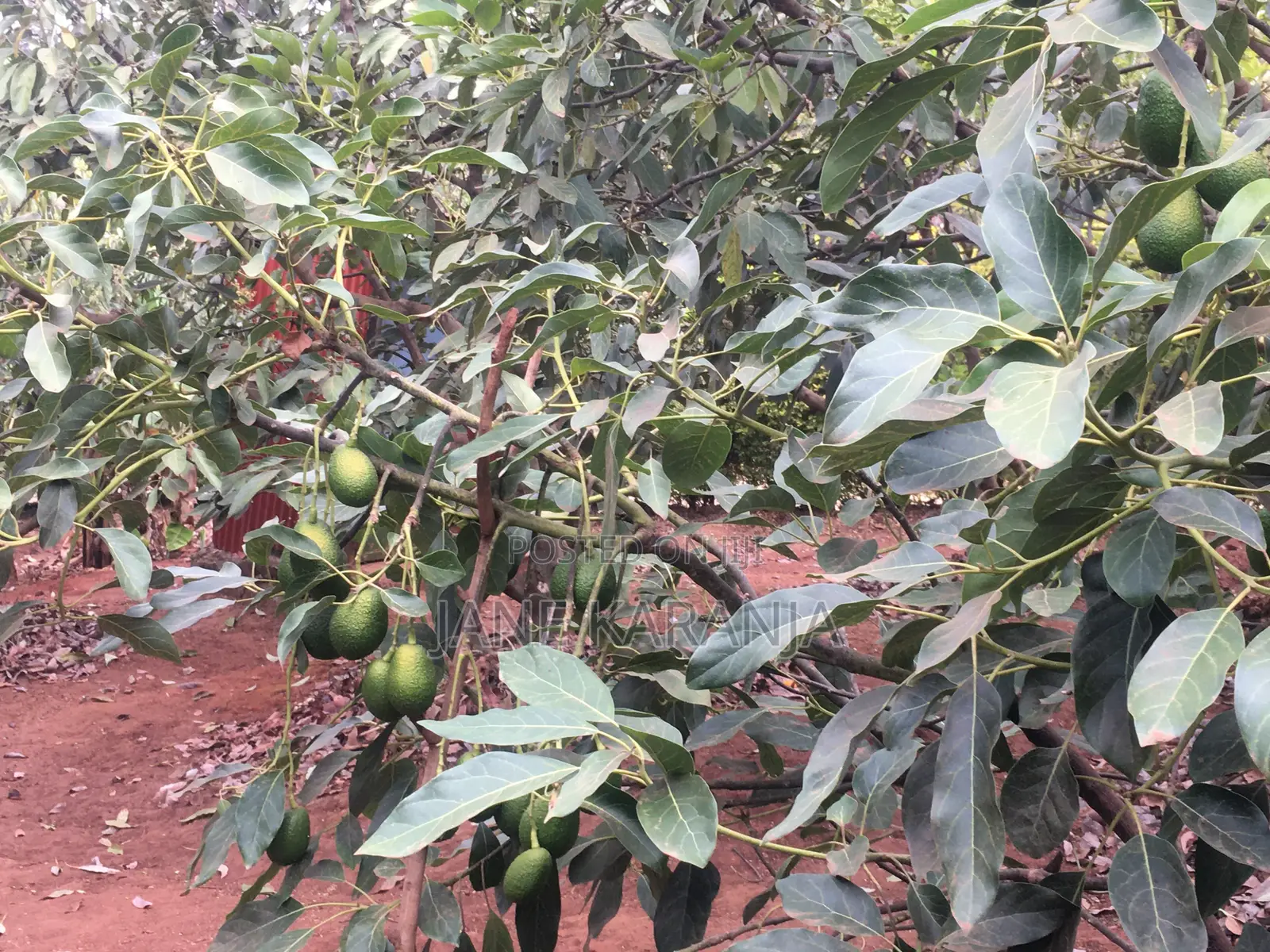 Muranga 1 Acre With Mature Hass 140 Trees