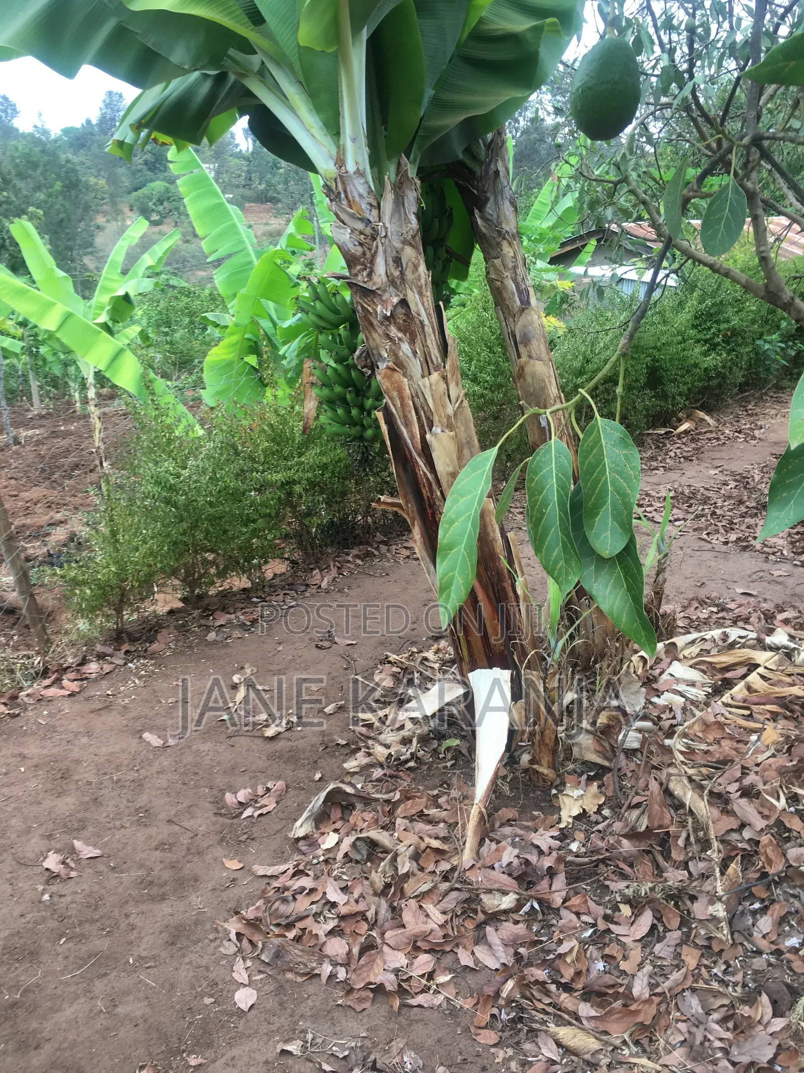 Muranga 1 Acre With Mature Hass 140 Trees