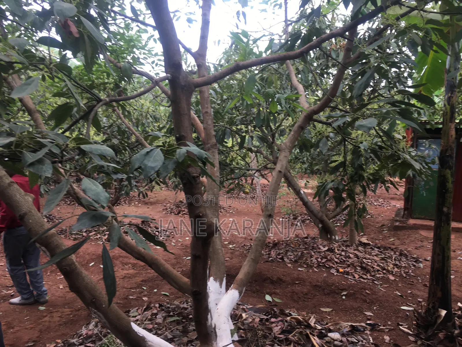 Muranga 1 Acre With Mature Hass 140 Trees