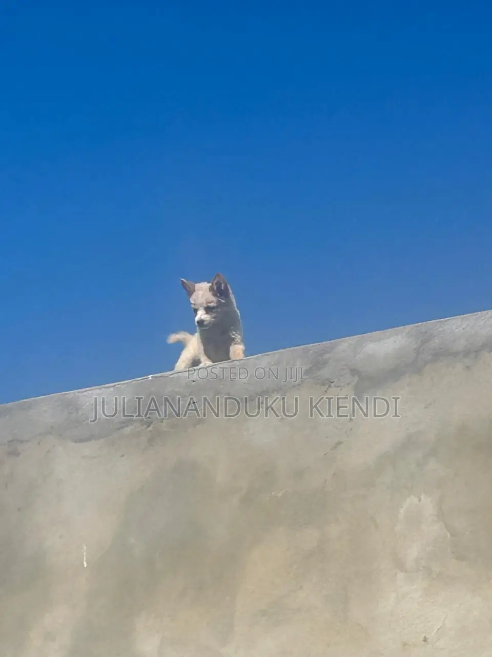 1-3 months Female Mixed Breed German Shepherd