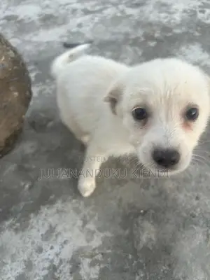 1-3 months Female Mixed Breed German Shepherd