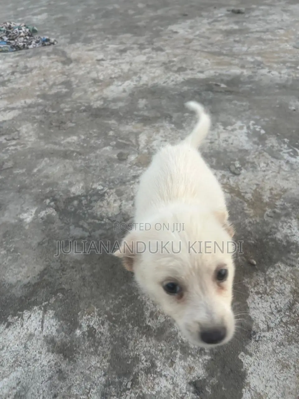 1-3 months Female Mixed Breed German Shepherd