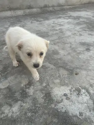1-3 months Female Mixed Breed German Shepherd