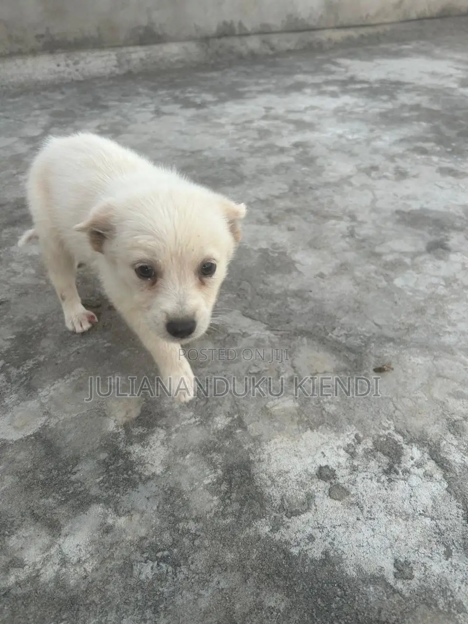 1-3 months Female Mixed Breed German Shepherd