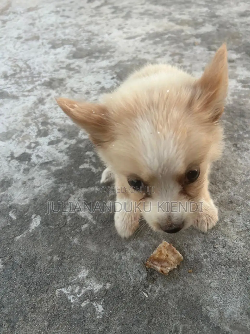 1-3 months Female Mixed Breed German Shepherd